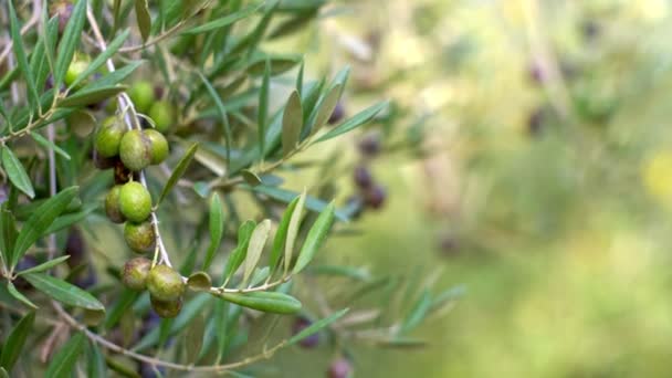 Hoja de olivo y bonito olivo. Cambio de enfoque. — Vídeos de Stock