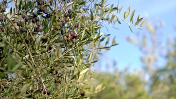 Ağaçta yetişen zeytinler, rüzgarla hareket eden arka plandaki yapraklar. Zeytin ağacı, taze zeytin. — Stok video