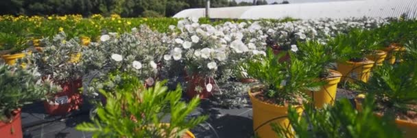 Flores Invernadero Producción Cultivo Flores — Vídeo de stock