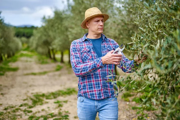 Férfi farmer szalmakalapban az olívaültetvényen. — Stock Fotó
