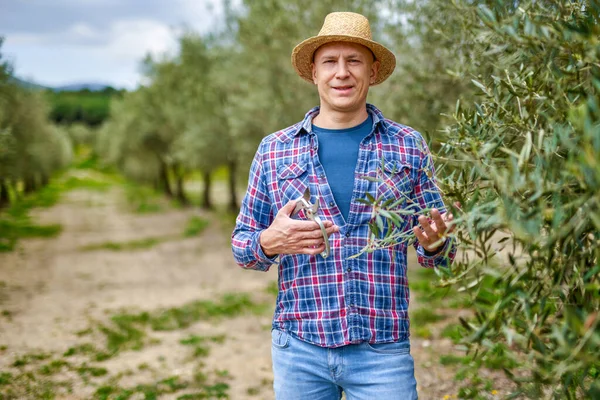 Homem agricultor com chapéu de palha na plantação de oliveiras. — Fotografia de Stock