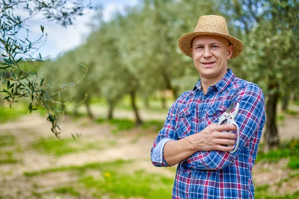 Muž sbírá sklizeň v olivovém háji na rodinné farmě v slunečný den. — Stock fotografie