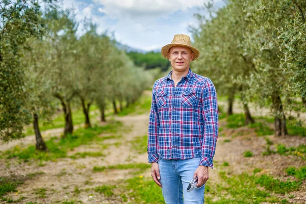 Чоловік збирає урожай в оливковому гаю на сімейній фермі в сонячний день . — стокове фото