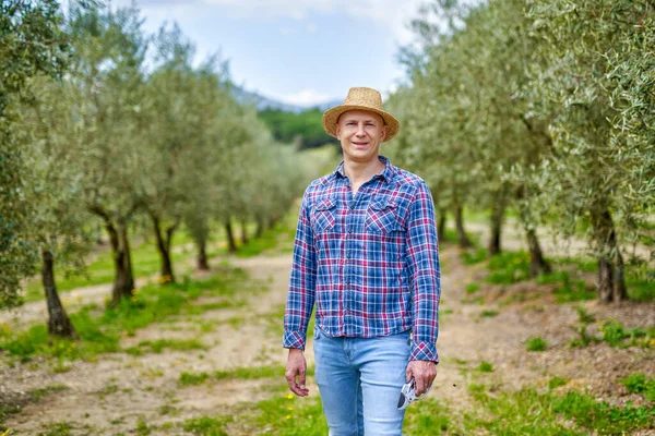 Olivenbauer arbeitet im Olivenhain. — Stockfoto