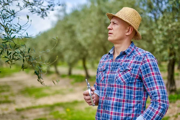 Mannen bonde med halmhatt inspekterar olivplantering. — Stockfoto