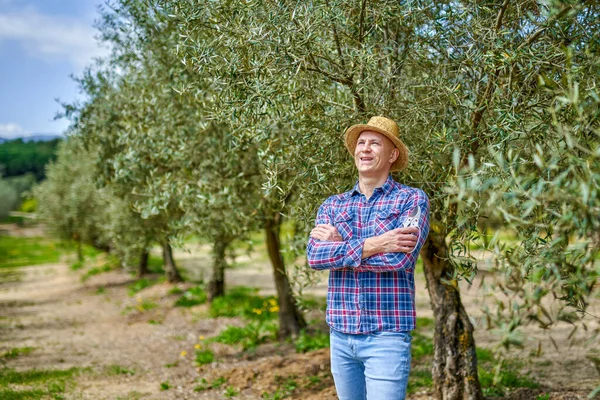 Muž sbírá sklizeň v olivovém háji na rodinné farmě v slunečný den. — Stock fotografie