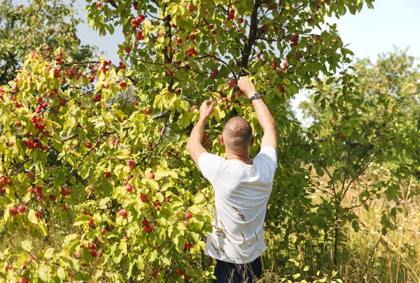 Apfelbaum — Stockfoto