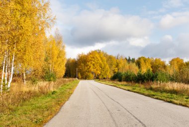 Sonbahar ormanında yol