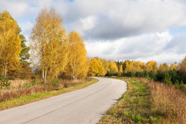 Sonbahar ormanında yol