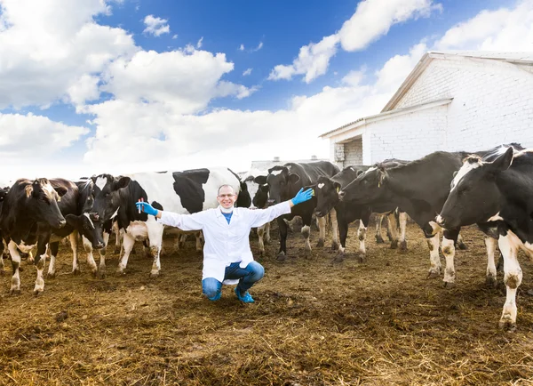 농장 가축에 수 의사 — 스톡 사진