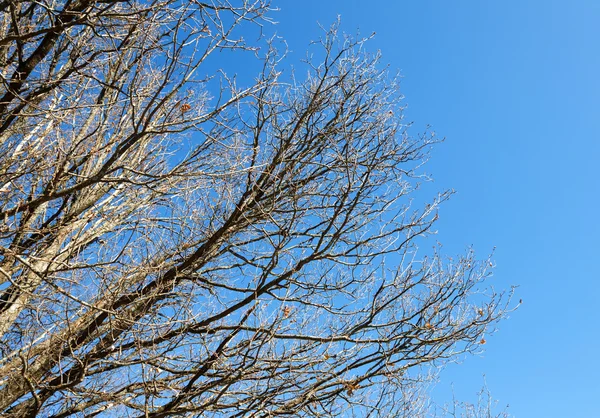 青空の裸木の枝 — ストック写真