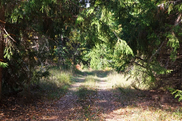 Väg i höstskogen — Stockfoto