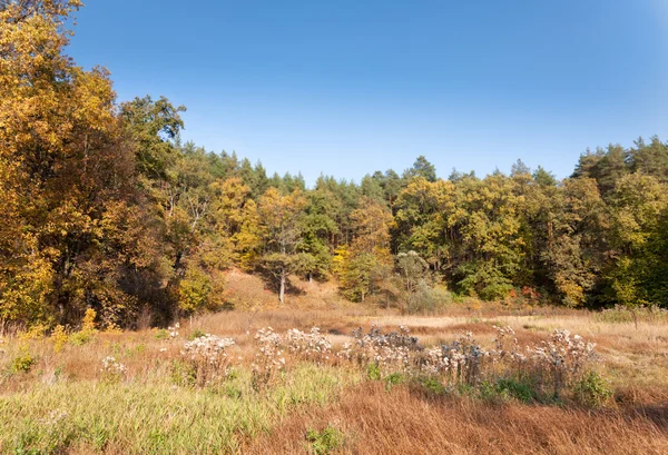 Herbstwald auf einem Hügel — Stockfoto