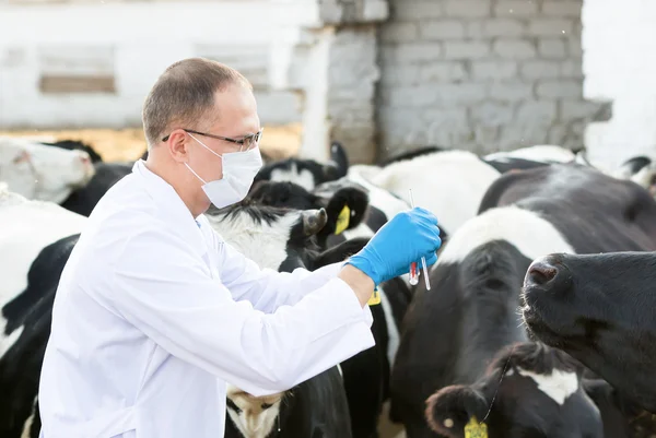 Veterinario presso bovini da allevamento — Foto Stock