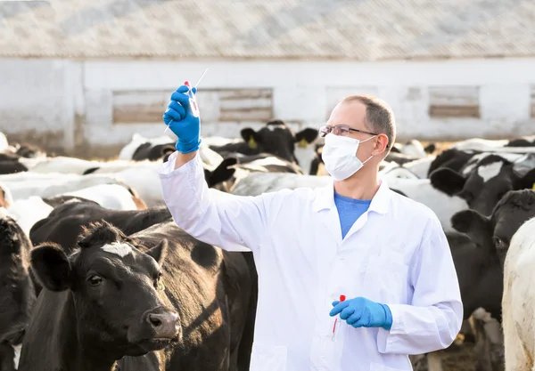 veterinarian at  farm cattle