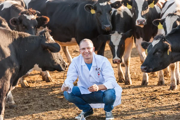 Medic veterinar la bovine de fermă — Fotografie, imagine de stoc