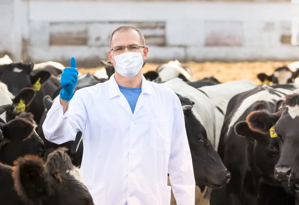 Veterinario presso bovini da allevamento — Foto Stock
