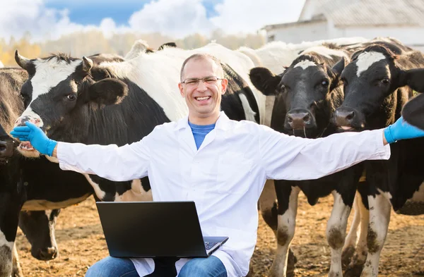 Veterinario presso bovini da allevamento — Foto Stock