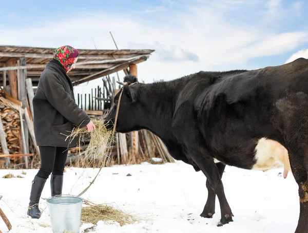 Zemědělec v zimní oblečení krmil krávy — Stock fotografie