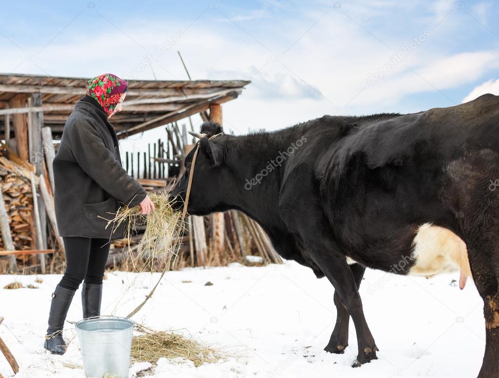 farmer in winter clothes fed cows