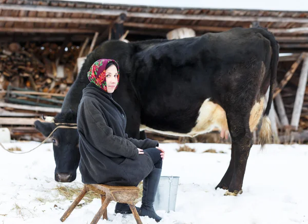 Farmer woman milking a cow in winter yard