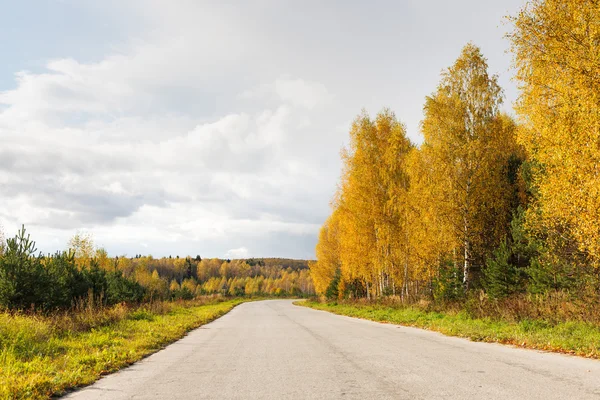 Sonbahar ormanında yol — Stok fotoğraf