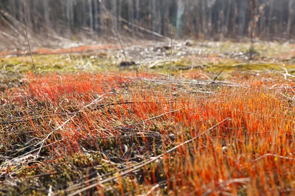 Spring sprouts moss — Stock Photo, Image