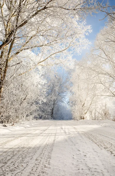 Camino de invierno en bosque nevado — Foto de Stock