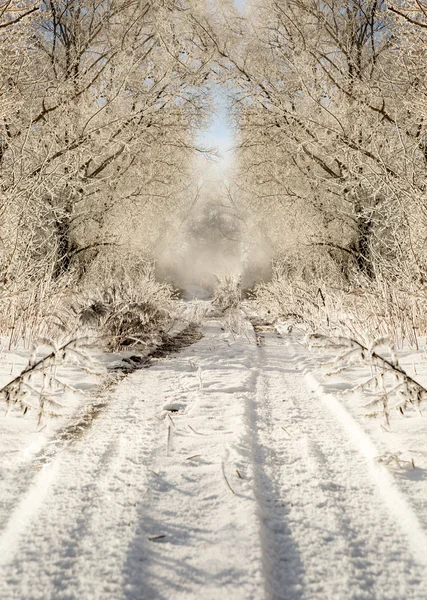 Camino de invierno en el paisaje de bosque nevado — Foto de Stock