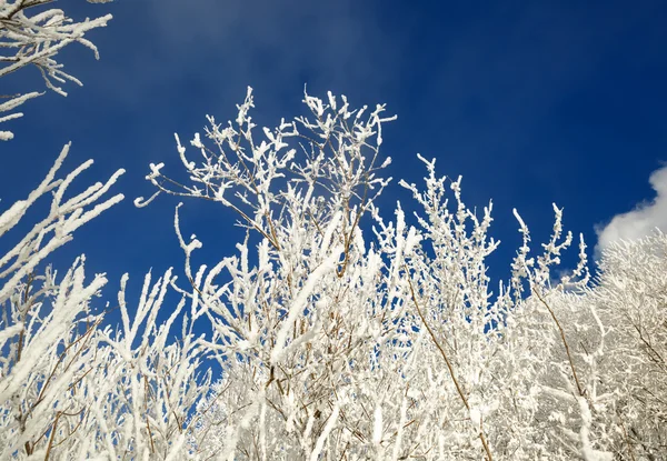 Branches d'arbres couvertes de neige — Photo