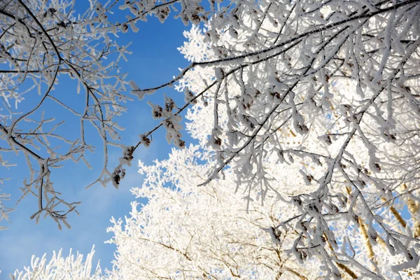 Branches d'arbres couvertes de neige — Photo