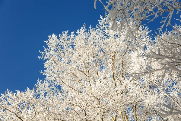 Tree branches covered with snow — Stock Photo, Image
