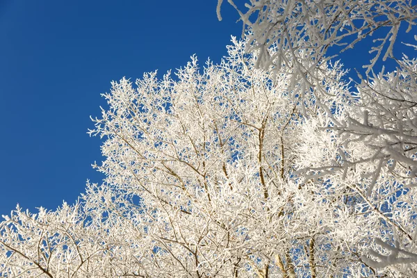 Ramas de árboles cubiertas de nieve — Foto de Stock