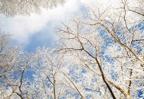 Ветви деревьев покрыты снегом — стоковое фото