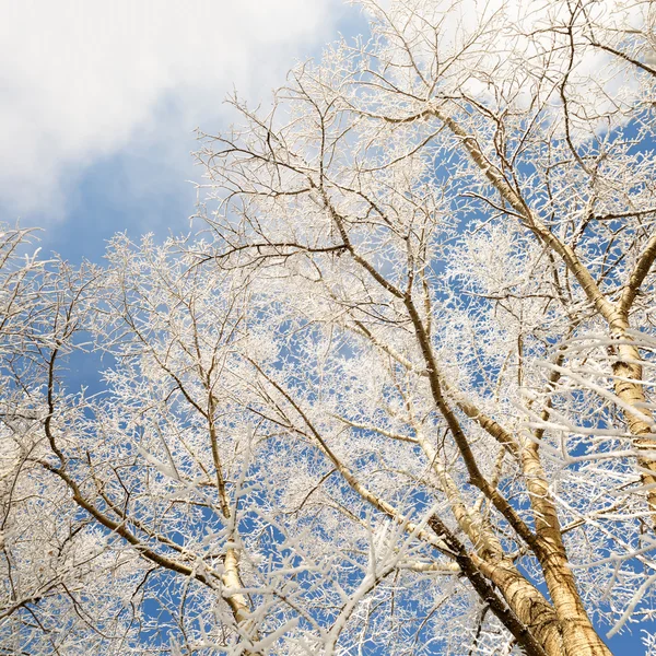 Ramas de árboles cubiertas de nieve — Foto de Stock