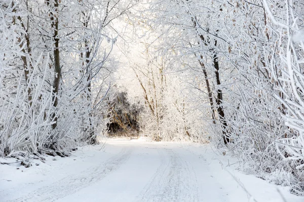 雪に覆われた森林景観における冬の道路 — ストック写真