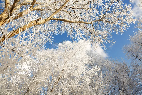 Branches d'arbres couvertes de neige — Photo