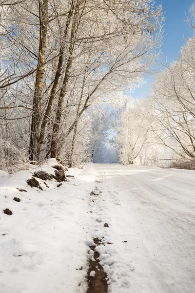 Camino de invierno en el paisaje de bosque nevado — Foto de Stock