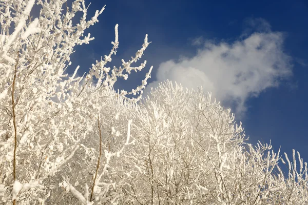 Ramas de árboles cubiertas de nieve — Foto de Stock