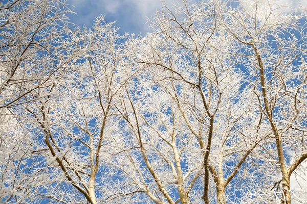 Ramas de árboles cubiertas de nieve — Foto de Stock