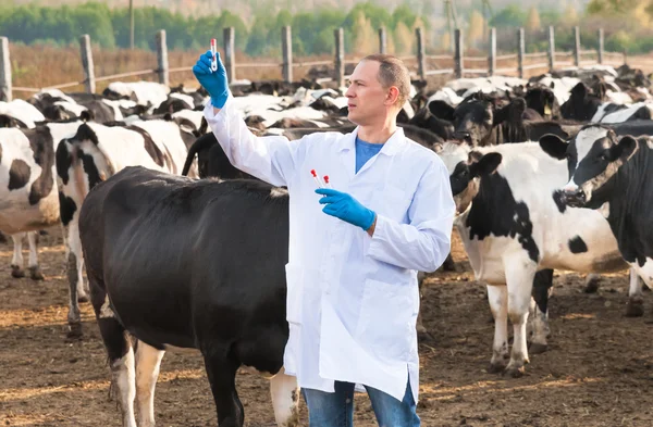 Veterinarian at  farm cattle — Stock Photo, Image