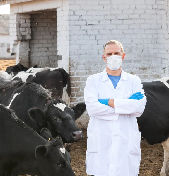 Veterinarian at  farm cattle — Stock Photo, Image