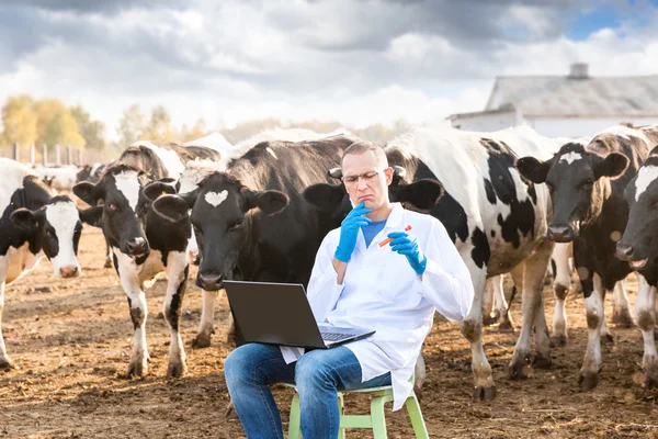 Veterinarian at  farm cattle — Stock Photo, Image