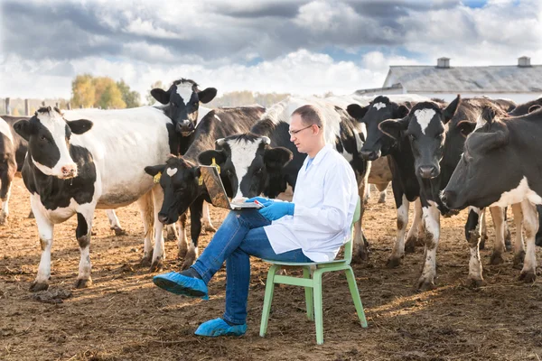 Veterinario presso bovini da allevamento — Foto Stock