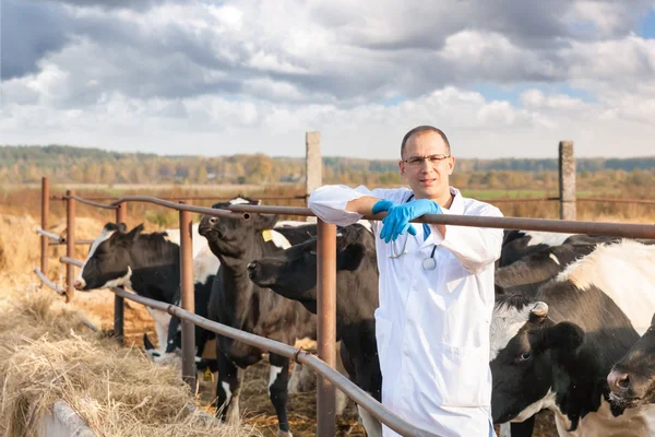 Veterinario presso bovini da allevamento — Foto Stock