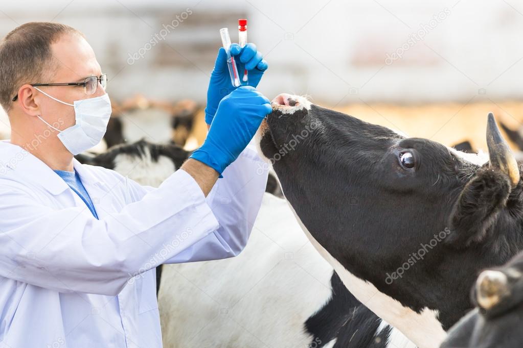 Veterinarian at farm cattle — Stock Photo © jenoche 63876531