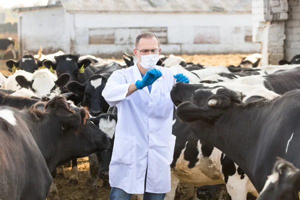 Veterinario presso bovini da allevamento — Foto Stock