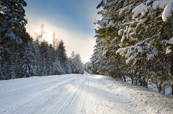 Vinterväg i snöiga skogen — Stockfoto