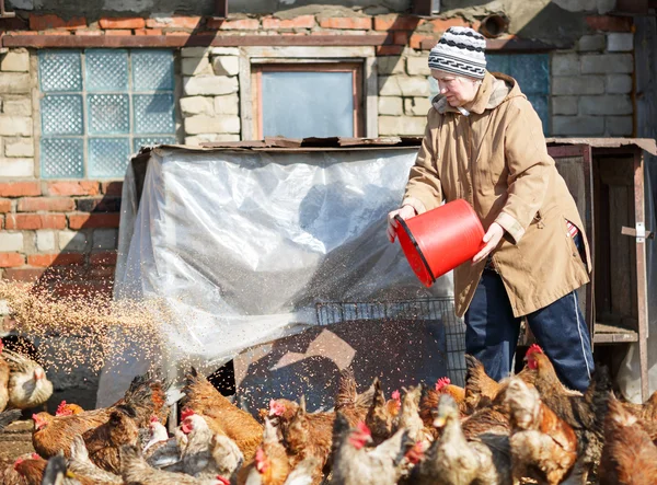 Женщина кормит кур на ферме — стоковое фото