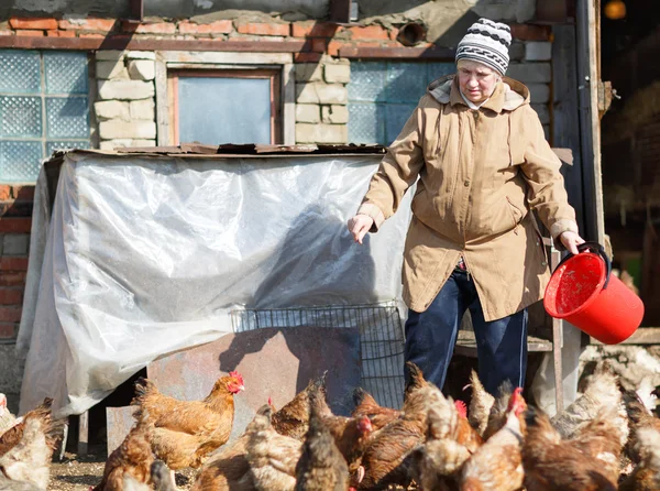 Femme nourrissant des poulets dans une ferme — Photo